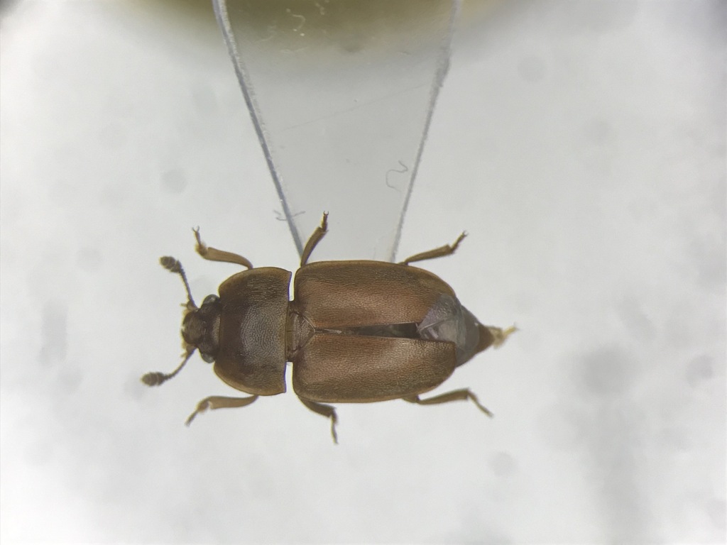 Epuraea rufida