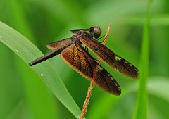 Rhyothemis obsolescens