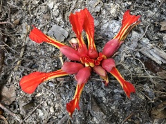 Etlingera