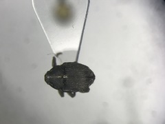 Glocianus