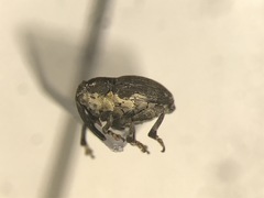 Glocianus