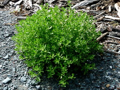 Centipeda cunninghamii