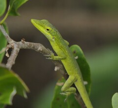Anolis smaragdinus