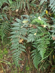 Polystichum neozelandicum