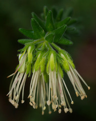 Leionema carruthersii