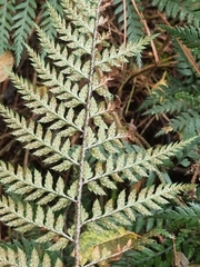 Polystichum neozelandicum