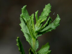 Centipeda cunninghamii