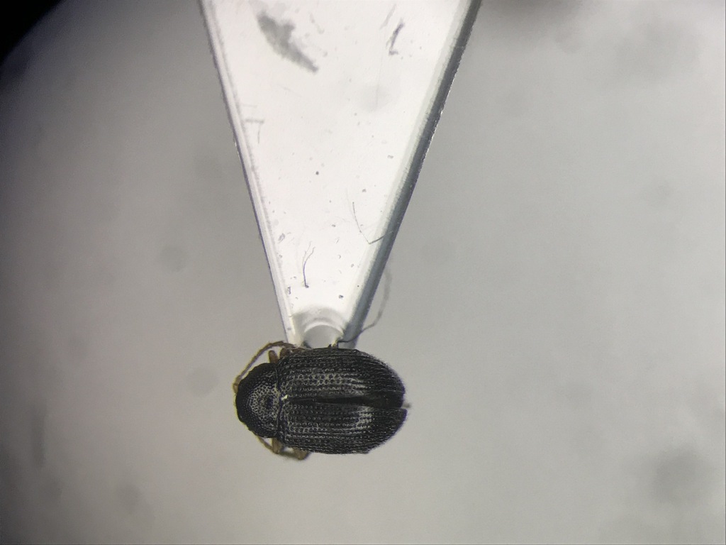 Flea beetle