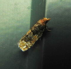 Eucopina tocullionana
