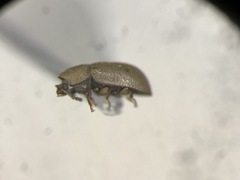 Cis americanus