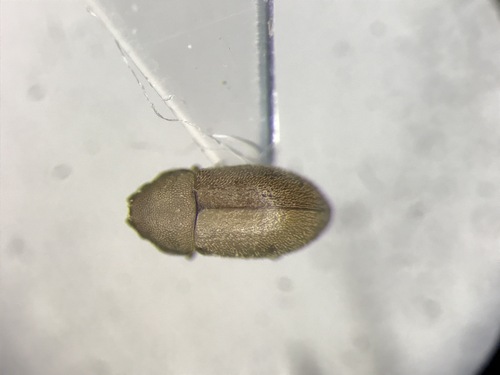 Cis americanus
