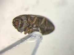 Cis americanus