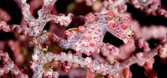 Hippocampus bargibanti