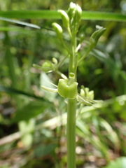 Liparis campylostalix