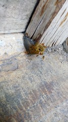 Tetragonisca fiebrigi