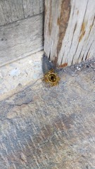 Tetragonisca fiebrigi