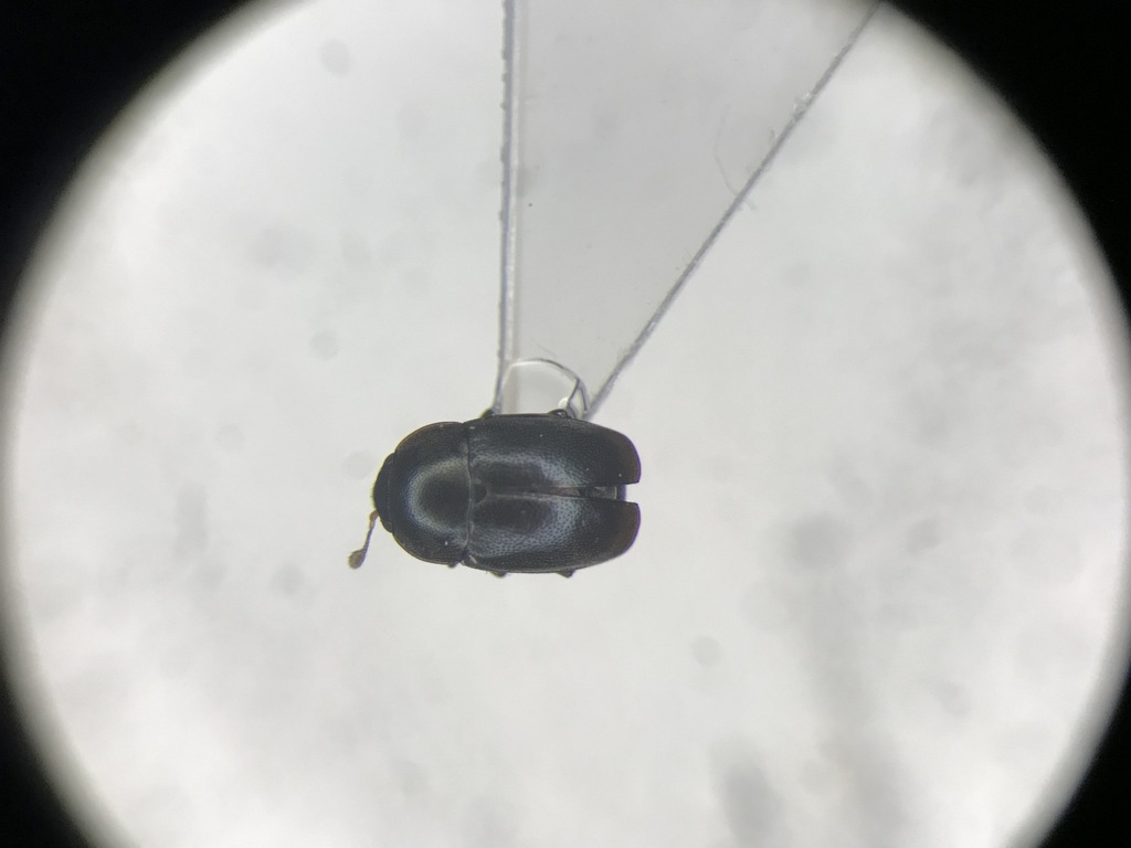 Brassicogethes simplipes