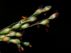 Panicum schinzii
