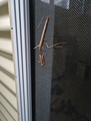 Archimantis latistyla