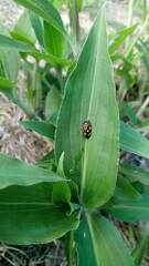 Isozulia christenseni