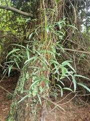 Rubus schmidelioides