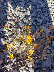 Tagetes lunulata