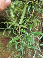 Rubus schmidelioides