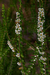 Triplarina imbricata