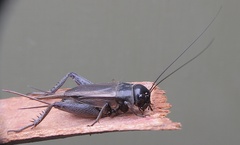 Teleogryllus
