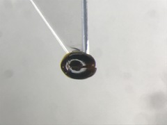 Holopsis marginicollis