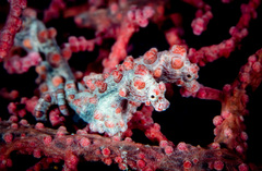 Hippocampus bargibanti