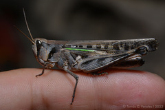 Rhammatocerus pictus