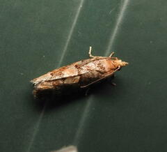 Eucopina tocullionana