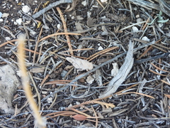 Cibolacris parviceps