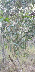 Melaleuca salicina