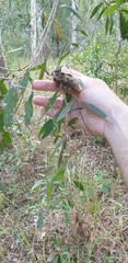 Melaleuca salicina