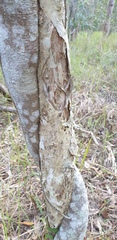 Melaleuca salicina