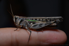 Rhammatocerus pictus