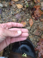 Nabalus serpentarius