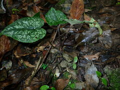 Asarum caudigerum