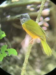 Eucometis penicillata