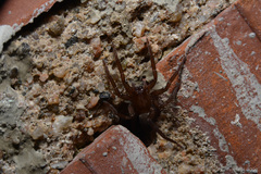 Asthenoctenus borellii