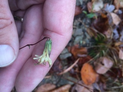 Nabalus serpentarius