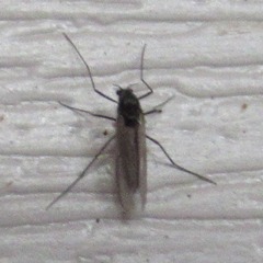 Orthocladiinae