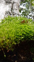 Leptostomum macrocarpum