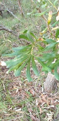 Banksia integrifolia