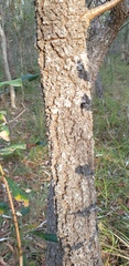 Banksia integrifolia