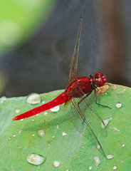 Rhodothemis rufa