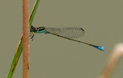Aciagrion borneense