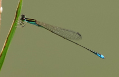 Aciagrion borneense